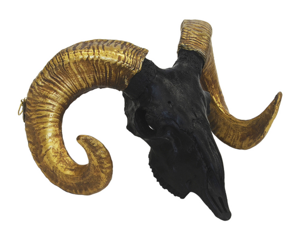 Coral Ram's Skull | In Black or White
